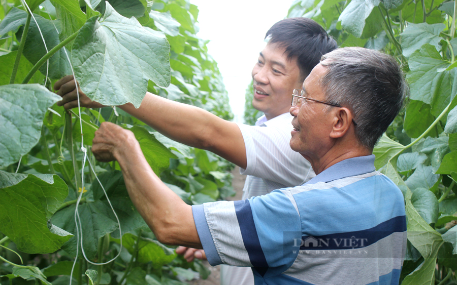 HTX Nông nghiệp công nghệ cao Kim Long không mở rộng diện tích vượt quá khả năng kiểm soát, mà thường xuyên kỹ thuật để nâng cao chất lượng sản phẩm.